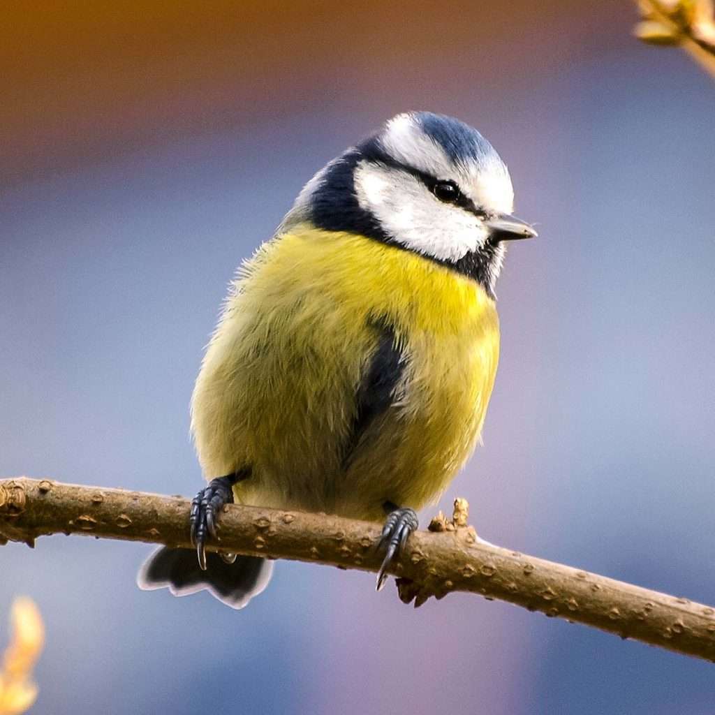 contact mésange sur une branche