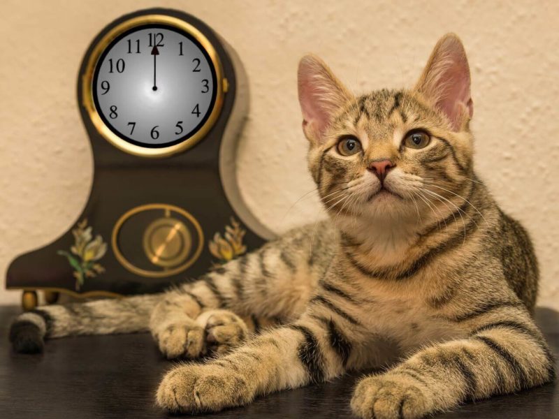 Les animaux ont-ils la notion du temps ?