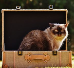Préparer animal absence