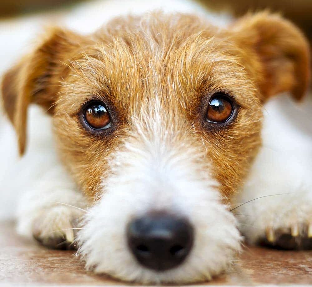 chien formation communication animale