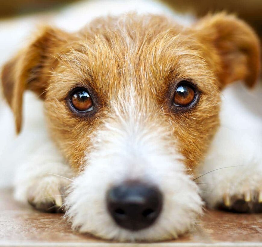chien formation communication animale