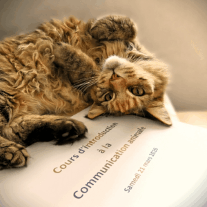 Chat sur cours de communication animale
